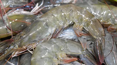 ค้นพบ..กุ้งมีภูมิต้านไวรัส สวทช.ต่อยอดสู่ซุปเปอร์กุ้ง