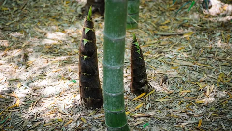 ปลูกไผ่ชำเหง้า ปีเดียวได้หน่อ