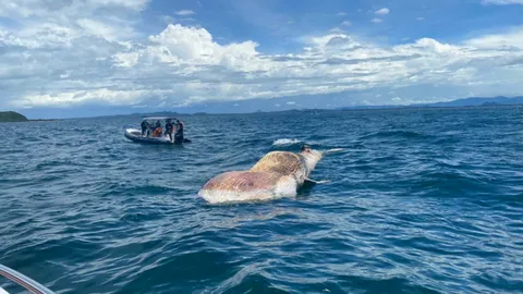 วาฬบรูด้าไซส์ยักษ์กว่า 3 ตัน ลอยอืดใกล้เกาะทะลุ จนท.เร่งเข้าพิสูจน์ซาก (คลิป)