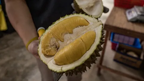 พ่อค้าสิงคโปร์เตรียมขายทุเรียนช่วงไฮซีซั่น ด้านผู้ส่งออกมาเลย์ให้ความสำคัญกับตลาดจีน