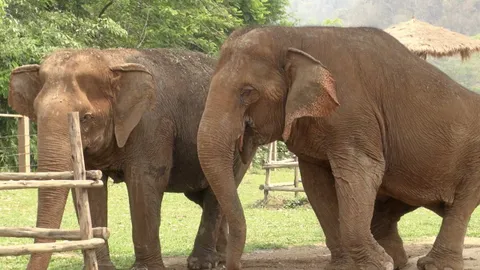 โครงการ THANN for Thai Elephant ช่วยเหลือช้างพิการและถูกทารุณกรรม