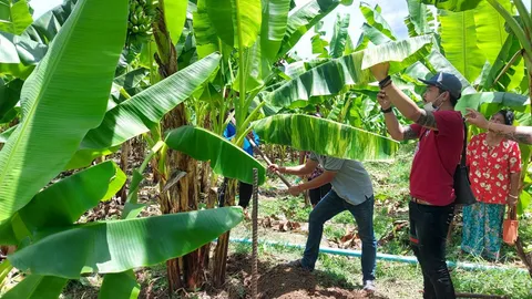 ชาวสวนเพชรบูรณ์ เจอแจ็กพอต พบกล้วยใบด่างที่ปลูกในสวน คนมาขอซื้อ 45,000 (คลิป)