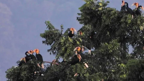 ฝูงนกเงือกร่วม 300 ตัว ที่อุทยานเขาน้ำค้าง คาดธรรมชาติมีความสมบูรณ์มาก