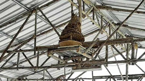 พลัง "ต่อ" .."แตน".."ผึ้ง" ศรัทธารังแห่งโชคลาภ