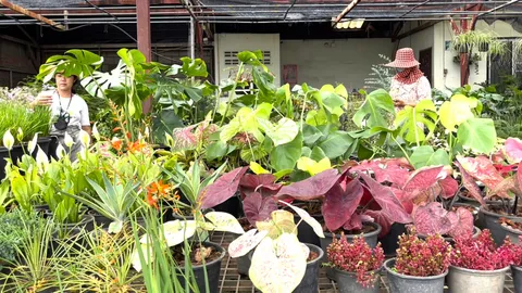 ตลาดต้นไม้คึกคัก นักวิจัยชี้เหตุราคาไม้ด่างพุ่งพรวด เตือนนักลงทุนระวังขาลง