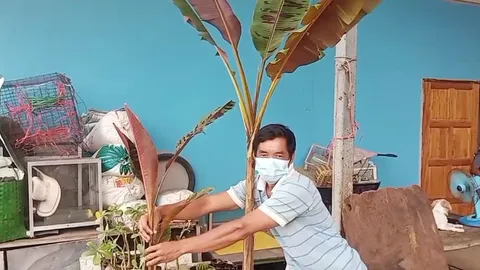 หนุ่มปราจีนแสนโชคดี ได้กล้วยด่างมาราคาแสนถูก พบลายพรางทหารกับลายเขียวแดง (คลิป)