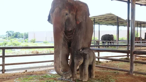 ปางช้างลูกดก แม่ช้างสวนนงนุชพัทยา คลอดลูกเชือกที่ 100 ตั้งชื่อพลายใบชา