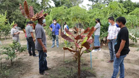 หนุ่มกำแพงเพชร ลาออกงานทำสวนกล้วยด่าง ปลูกขายกำไรงาม เดือนเดียวปลดหนี้ (คลิป)