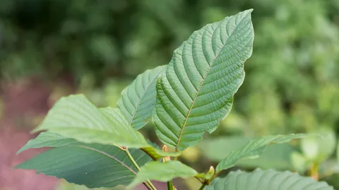 สภาฯ รับหลักการร่าง พ.ร.บ.กระท่อม “สมศักดิ์” ยันไม่เอื้อประโยชน์ใคร