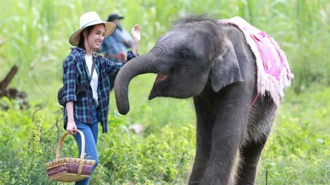 เปิดวาร์ป “น้องพุดซ้อน” ช้างขี้อ้อนขโมยใจคนดู ในละคร “แก่นแก้ว”
