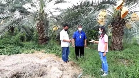 สพด.อยุธยา ปรับเปลี่ยนที่นาเกษตร หนุนปลูกอินทผลัม สร้างรายได้งาม