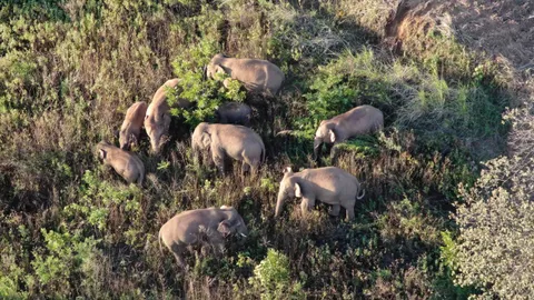 ช้างป่าเพศผู้หลงโขลงในจีน กลับคืนสู่ป่าที่จากมาแล้ว