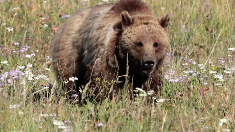สยอง หมีกริซลีบุกเต็นท์ฆ่าพยาบาลหญิงสหรัฐฯ จนท.เร่งล่าตัว