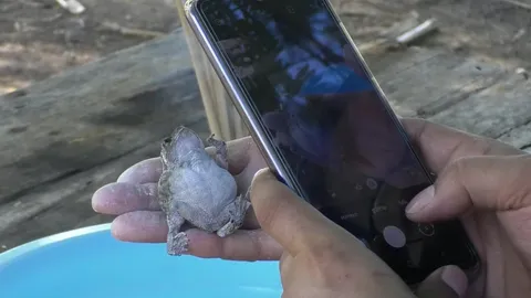 คอหวยแห่ทาแป้งคางคก "เดชไอ้ด้วน" มี 3 ขา กระโดดมาขออยู่ด้วย  