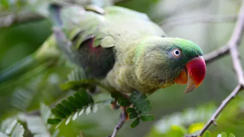 รู้จัก “นกแก้วโม่งไทย” พบเห็นได้ตามธรรมชาติ ควรค่าอนุรักษ์