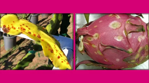 โรคลำต้นจุด+ผลเน่า..แก้วมังกร