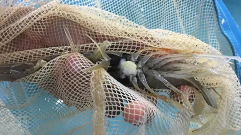 กรมประมงเปิดตัว “กุ้งขาวสิชล 1” ของดี ราคาย่อมเยา