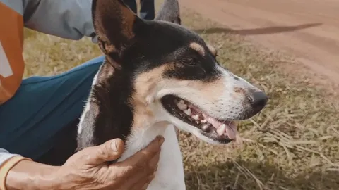 สลด "เจ้าอาน" หมาแสนรู้ นอนเฝ้าศพเจ้านายวูบดับกลางทุ่งนาทั้งคืน