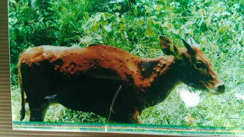 ห่วงลัมปีสกิน ระบาดในสัตว์ป่า พบกระทิงกุยบุรี-วัวแดงห้วยขาแข้ง ส่อป่วย