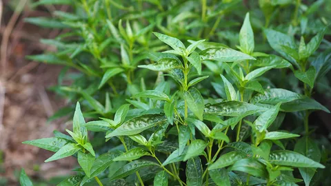 ให้สมาชิกปลูกฝ่าโควิด ส.อ.ท.แจกฟ้าทะลายโจร 1 แสนเมล็ดพันธุ์