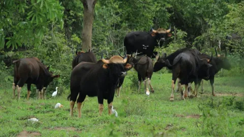 อช.กุยบุรี ตั้งกล้องดักถ่าย 14 จุด ตามดูชีวิตกระทิง ป้องกันติดลัมปีสกิน (คลิป)