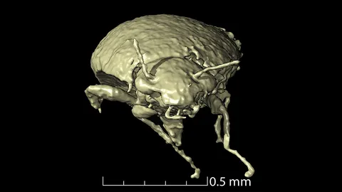 แมลงพันธุ์ใหม่ ในก้อนอึญาติไดโนเสาร์อายุ 230 ล้านปี
