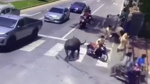 นาทีหนีตาย ควายหลุดถนน ไล่ขวิดรถกลางสี่แยกเมืองนราธิวาส (คลิป)