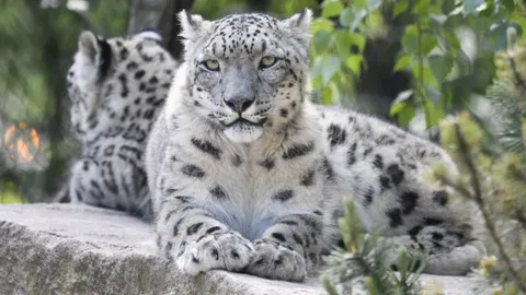 พบ "เสือดาวหิมะ" สัตว์ป่าหายากติดโควิดที่สวนสัตว์สหรัฐฯ