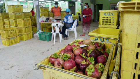 โควิดทำมังคุดระนองลำบาก ไร้คนรับซื้อยอมขายแม้ขาดทุน ดีกว่าทิ้งให้ของค้าง