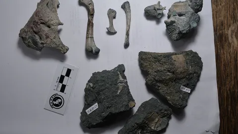 ซากฟอสซิลโครงกระดูก บรรพบุรุษจระเข้อายุ 150 ล้านปี