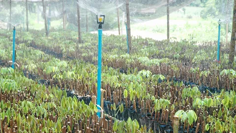 ระวังกล้ายางจากใต้