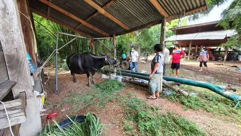 โรคประหลาดที่ปราจีนบุรี ควายตายแล้ว 3 ตัว สงสัยติดเชื้อระบบทางเดินหายใจ