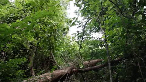 กู้ภัย จนท.อุทยานฯ ยังค้นหาตาวัย 80 หลงป่าที่มุกดาหาร ญาติยังหวังจะพบตัว