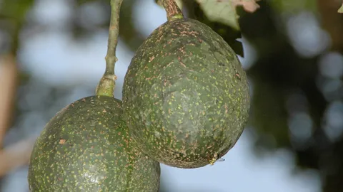 อะโวคาโดระวังแอนแทรคโนส
