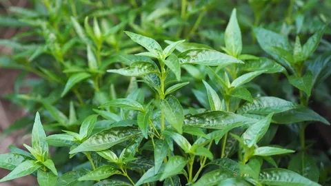 ถอนงานวิจัย "ฟ้าทะลายโจร" เหตุหลักฐานยังไม่พอ ต้องรอวิจัยกลุ่มใหญ่ขึ้น