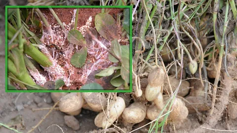 ถั่วลิสงระวังโรคลำต้นเน่า