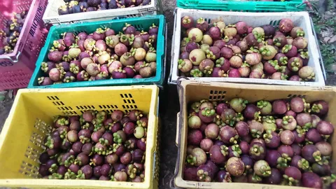 แก้ปัญหา..มังคุดราคารูด งัดสารพัดวิธีอุ้มเกษตรกร