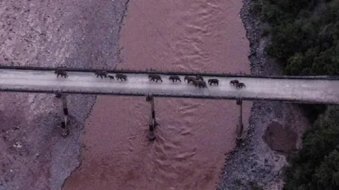 จีนอพยพคน 1.5 แสน เปิดทาง 'โขลงช้างป่ายูนนาน' ใกล้ถึงบ้านแล้ว