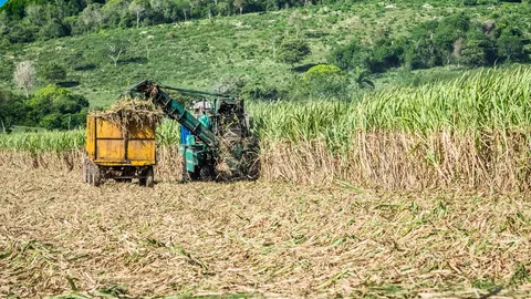 ทางรอด อ้อย น้ำตาลไทย