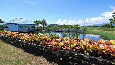 เลี้ยง “สับปะรดสี” รายได้งาม