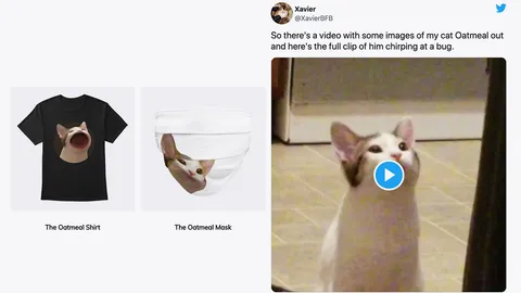 ที่มา POPCAT เจ้ามีมแมวโอ๊ตมีล คลิปอ้าปากลุ้นจับแมลง น่ารักทำเงินได้