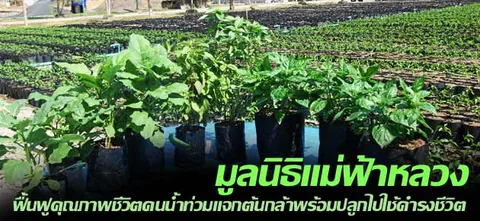 มูลนิธิแม่ฟ้าหลวง ฟื้นฟูคุณภาพชีวิตคนนํ้าท่วมแจกต้นกล้าพร้อมปลูกไปใช้ดำรงชีวิต