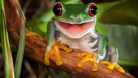 ทำนายฝันเห็นกบ กบตัวใหญ่ กบหลายตัว หมายถึงอะไร?