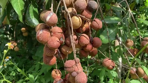 ราคาลำไยตกต่ำสวนทางค่าแรงคนงานเก็บ เหตุติดล็อกโควิด จำใจปล่อยเน่าคาต้น