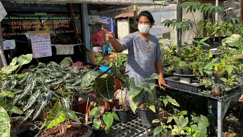 โจรไม้ประดับเมืองนนท์ บุกลักพันธุ์ไม้ราคาแพงราว 30 ต้น มูลค่ากว่า 2 ล้าน 