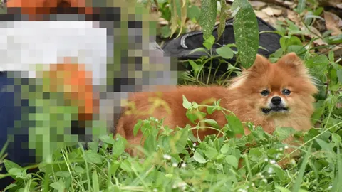 สลดใจ "ปอมเมอเรเนียน" ผูกพันเจ้าของ นอนเฝ้าศพไม่ยอมห่าง (คลิป)