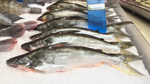 เชื้อก่อโรคกับปลาแพนกาเซียสดอรี่สด