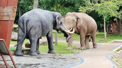 ช้างชนช้าง "งาเดียวเขาใหญ่" ดวล "พลายหนุ่ม รปภ." งานนี้มีล้มกองกับพื้น