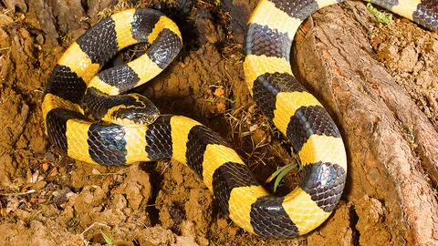 ปราบงูซะจมเขี้ยว