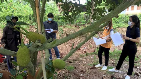 ขนุน..ไม้ผลที่น่าจับตา